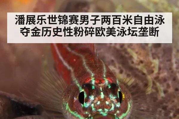 潘展乐世锦赛男子两百米自由泳夺金历史性粉碎欧美泳坛垄断
